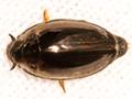 Gyrinus urinator